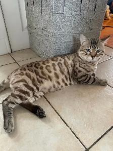 Beautiful Purebred Snow Lynx Bengal - Photo 10