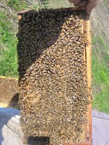 SMALL BEEKEEPING ENTERPRISE FOR SALE - Photo 7