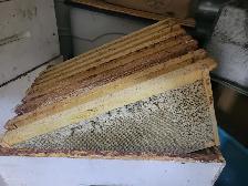 SMALL BEEKEEPING ENTERPRISE FOR SALE - Photo 10