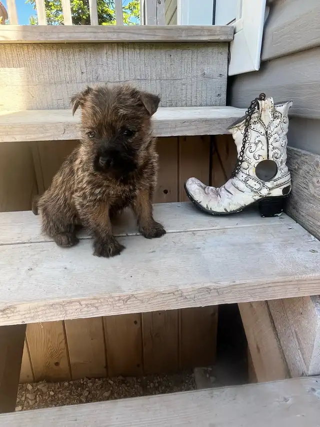 ~CAIRN TERRIER FOR SALE~