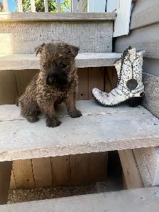 ~CAIRN TERRIER FOR SALE~