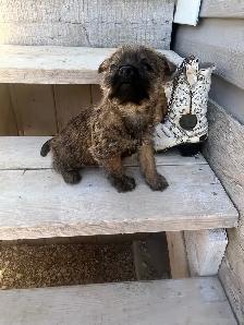 ~CAIRN TERRIER FOR SALE~ - Photo 2