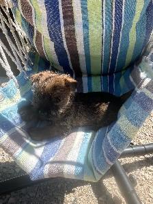 ~CAIRN TERRIER FOR SALE~ - Photo 3