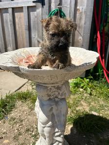 ~CAIRN TERRIER FOR SALE~ - Photo 4