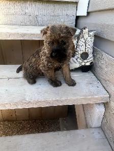 ~CAIRN TERRIER FOR SALE~ - Photo 5