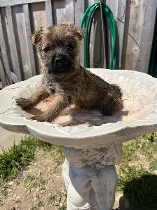 ~CAIRN TERRIER FOR SALE~ - Photo 6