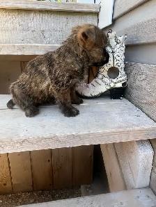 ~CAIRN TERRIER FOR SALE~ - Photo 7