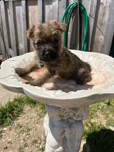 ~CAIRN TERRIER FOR SALE~ - Photo 8