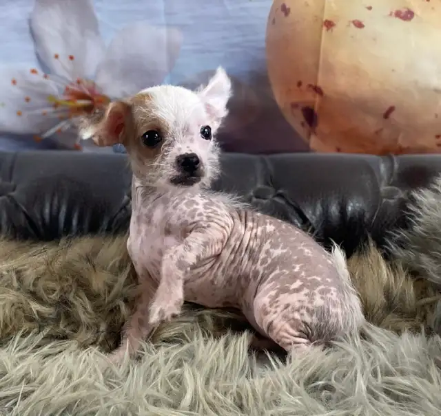 gorgeous Chihuahua puppies  mix Chinese crested available