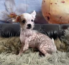 gorgeous Chihuahua puppies  mix Chinese crested available