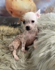 gorgeous Chihuahua puppies  mix Chinese crested available - Photo 2
