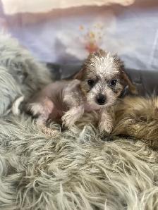 gorgeous Chihuahua puppies  mix Chinese crested available - Photo 3
