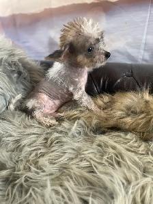 gorgeous Chihuahua puppies  mix Chinese crested available - Photo 4