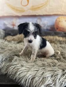 gorgeous Chihuahua puppies  mix Chinese crested available - Photo 5