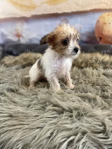 gorgeous Chihuahua puppies  mix Chinese crested available - Photo 6