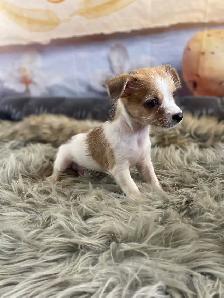 gorgeous Chihuahua puppies  mix Chinese crested available - Photo 7