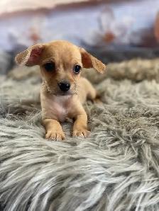 gorgeous Chihuahua puppies  mix Chinese crested available - Photo 8
