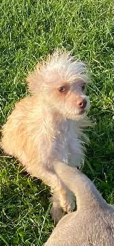 gorgeous Chihuahua puppies  mix Chinese crested available - Photo 9