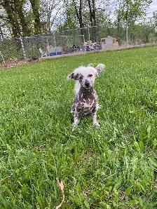 gorgeous Chihuahua puppies  mix Chinese crested available - Photo 10