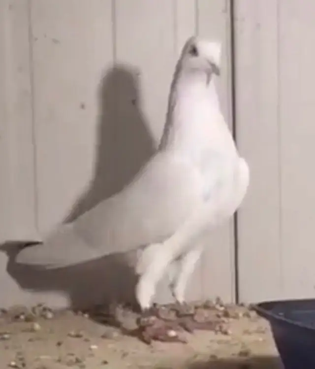 malwai Indian high flyer pigeon