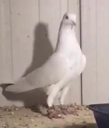 malwai Indian high flyer pigeon