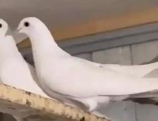 malwai Indian high flyer pigeon - Photo 3