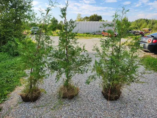 CEDARS FOR SALE