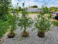 CEDARS FOR SALE