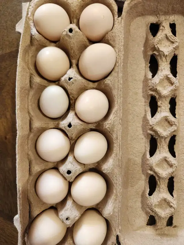 Eggs for sale!