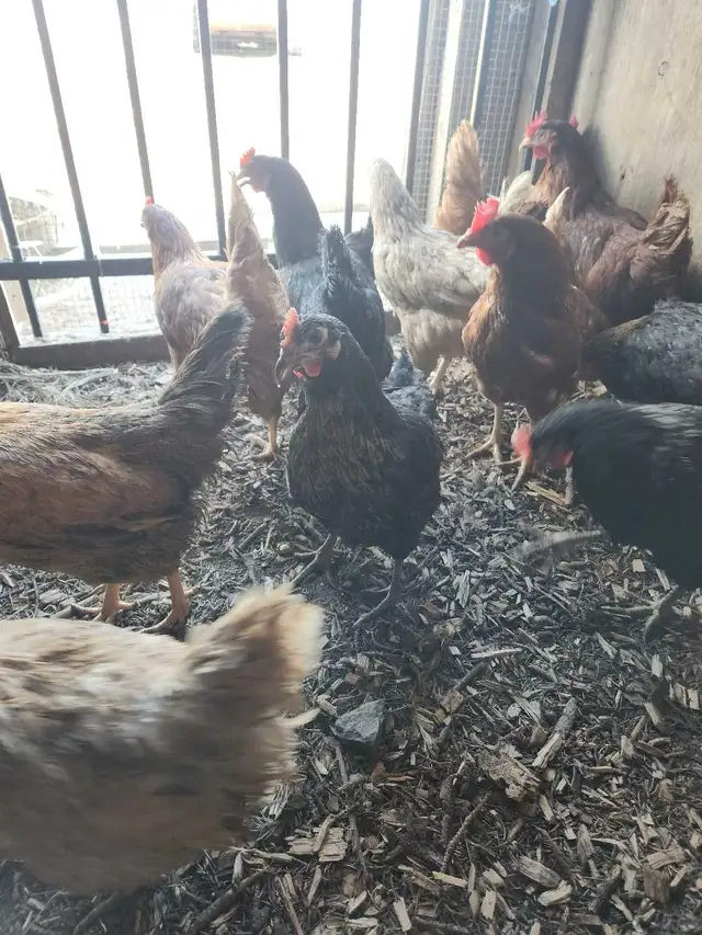 Young chicken