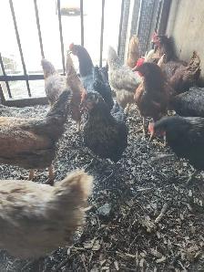 Young chicken