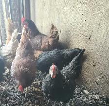 Young chicken - Photo 2