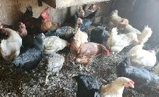 Young chicken - Photo 3