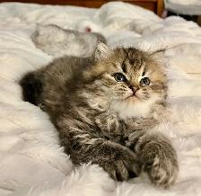 Persian kittens