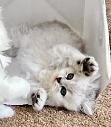 Persian kittens - Photo 2