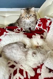 Persian kittens - Photo 3