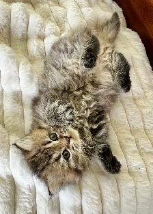 Persian kittens - Photo 4
