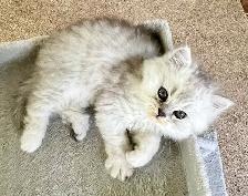Persian kittens - Photo 5
