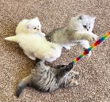 Persian kittens - Photo 6
