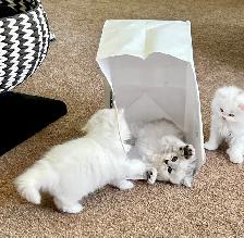 Persian kittens - Photo 7