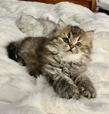 Persian kittens - Photo 8