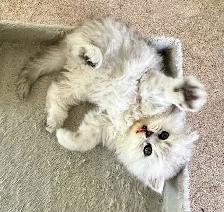 Persian kittens - Photo 9