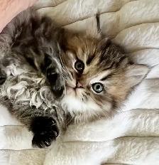 Persian kittens - Photo 10
