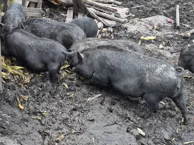 Free Range Pigs