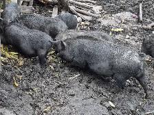 Free Range Pigs
