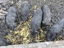 Free Range Pigs - Photo 2