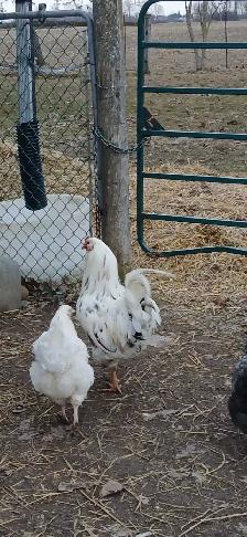 Nice rooster
