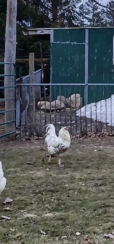Nice rooster - Photo 2