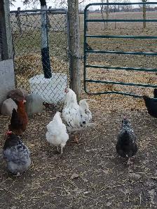 Nice rooster - Photo 3