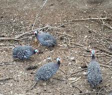 Guinea fowl hatching eggs - Photo 3